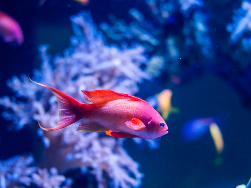 aquarium-nausicaa-boulogne-sur-mer