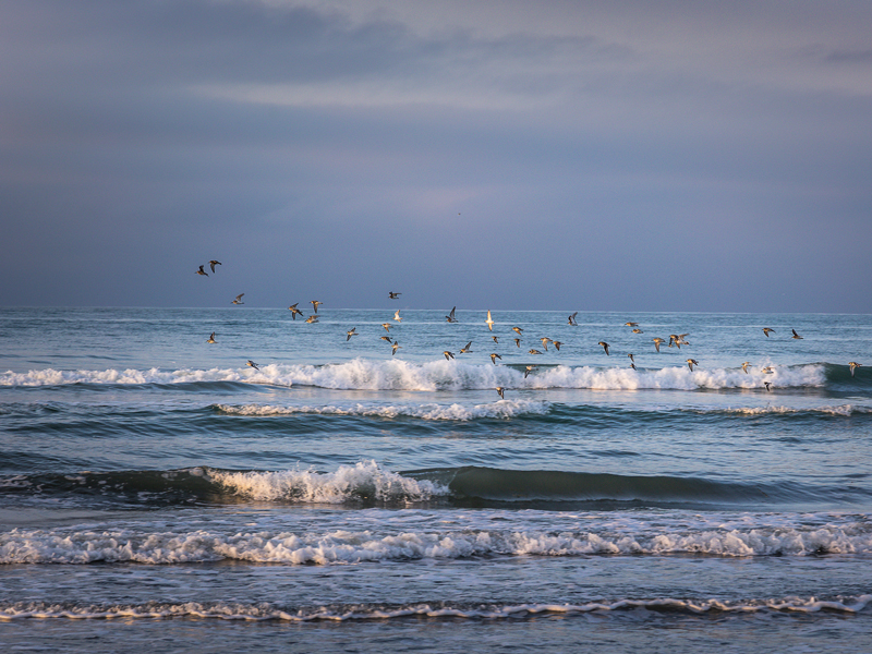 les-oiseaux-sur-la-plage-de-berck