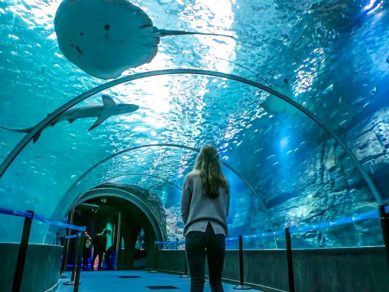 visite-aquarium-nausicaa