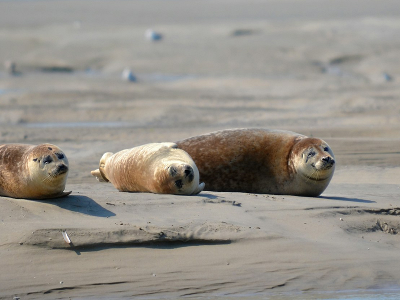 voir-les-phoques-a-berck-sur-mer