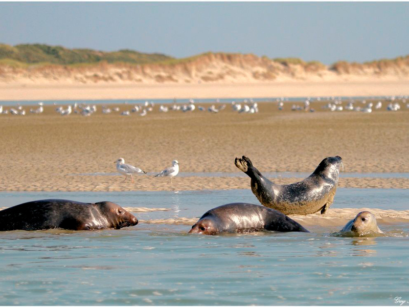 voir-les-phoques-baie-d-authie